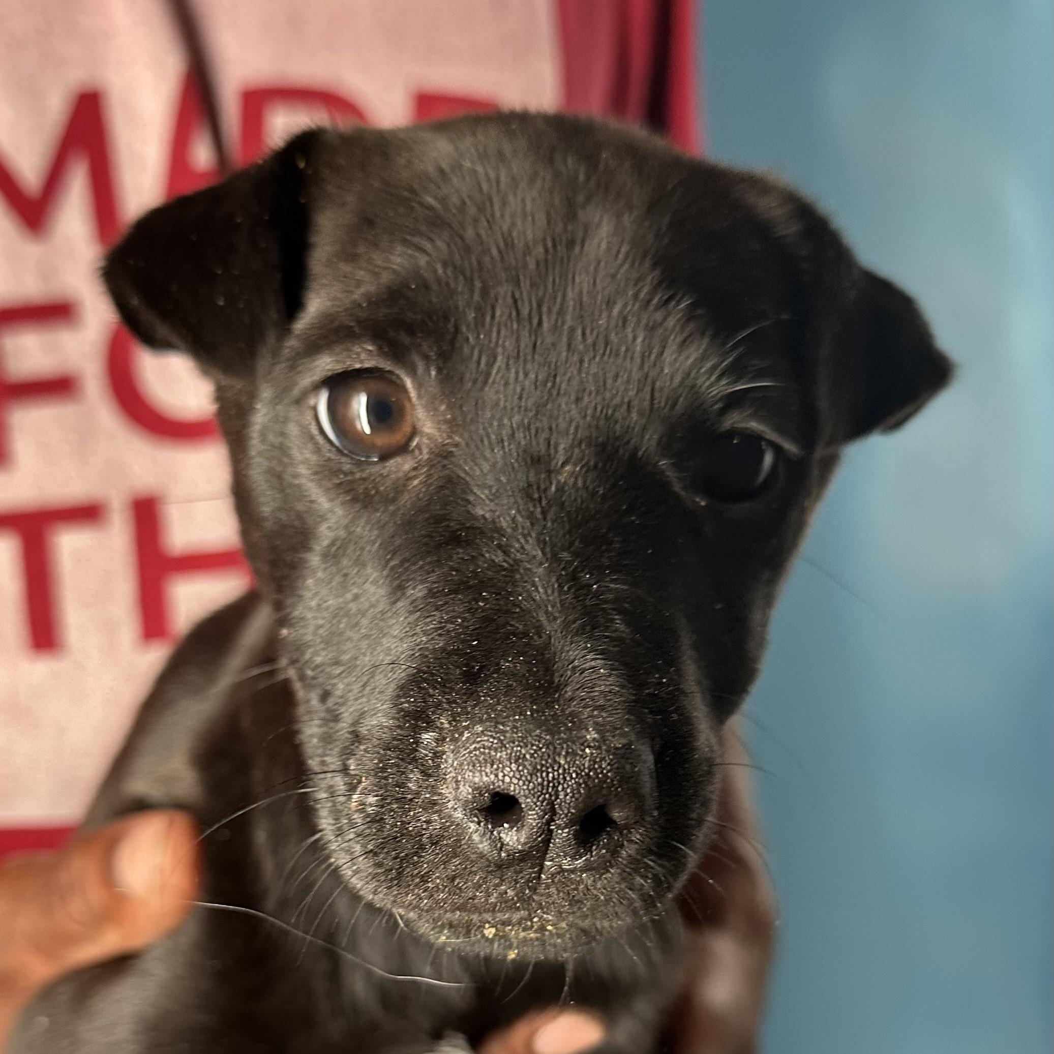 Enlarge Diva - Local April 10-12, an adoptable mixed breed in North Smithfield, RI image 3/6