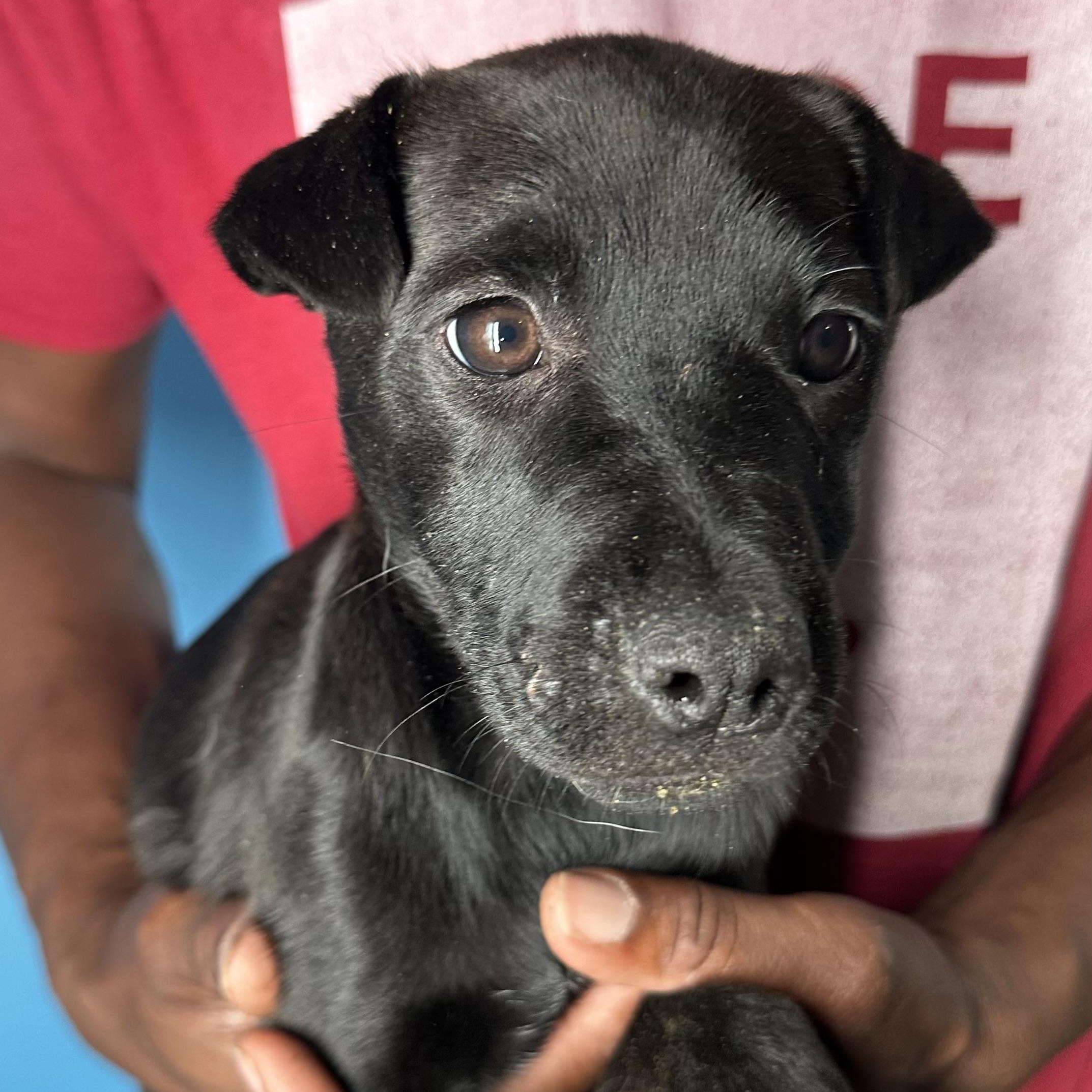 Enlarge Diva - Local April 10-12, an adoptable mixed breed in North Smithfield, RI image 5/6