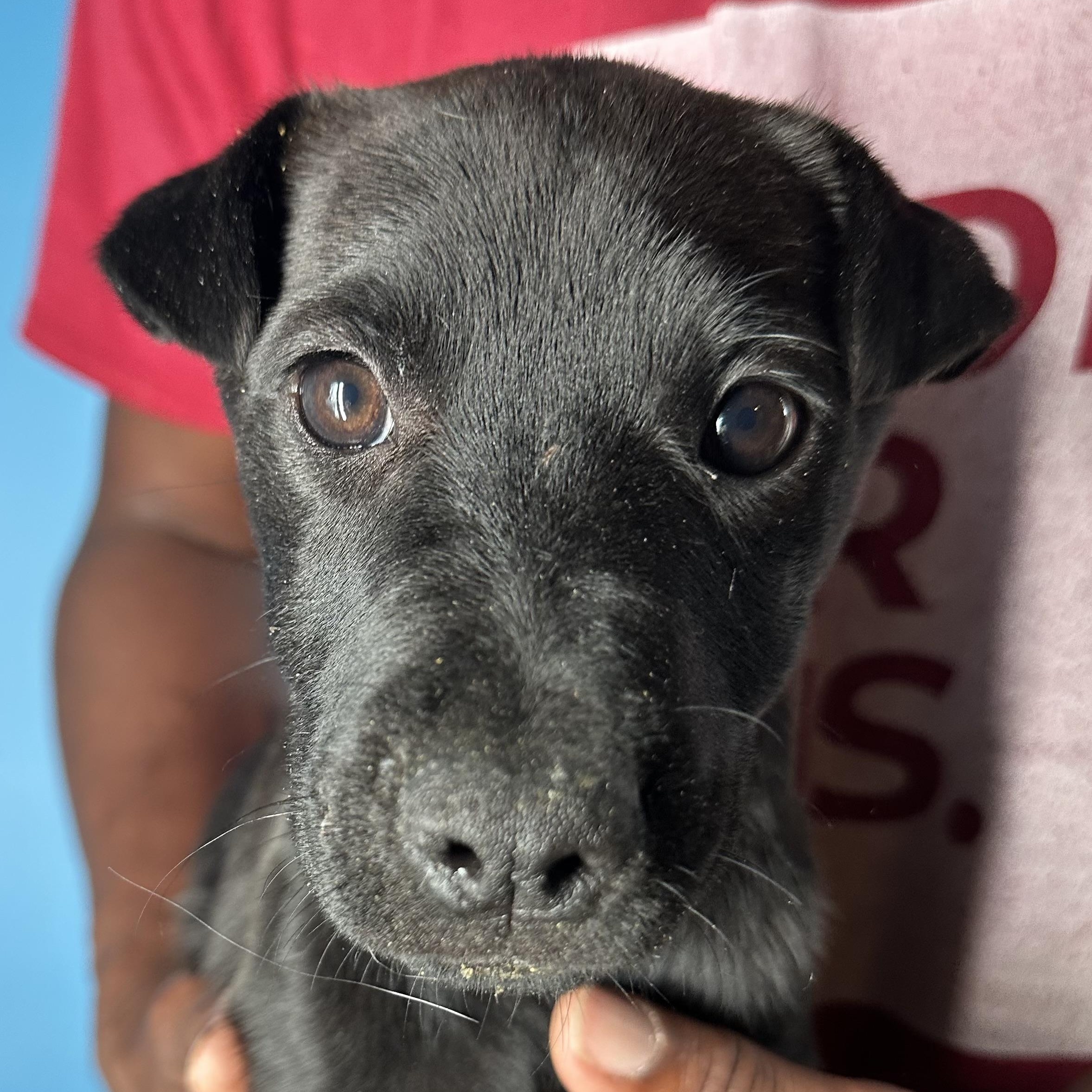 Enlarge Diva - Local April 10-12, an adoptable mixed breed in North Smithfield, RI image 6/6