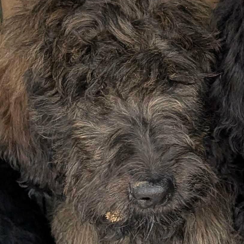 Enlarge 4 Goldendoodles, an adopted mixed breed in Lancaster, KY image 3/3