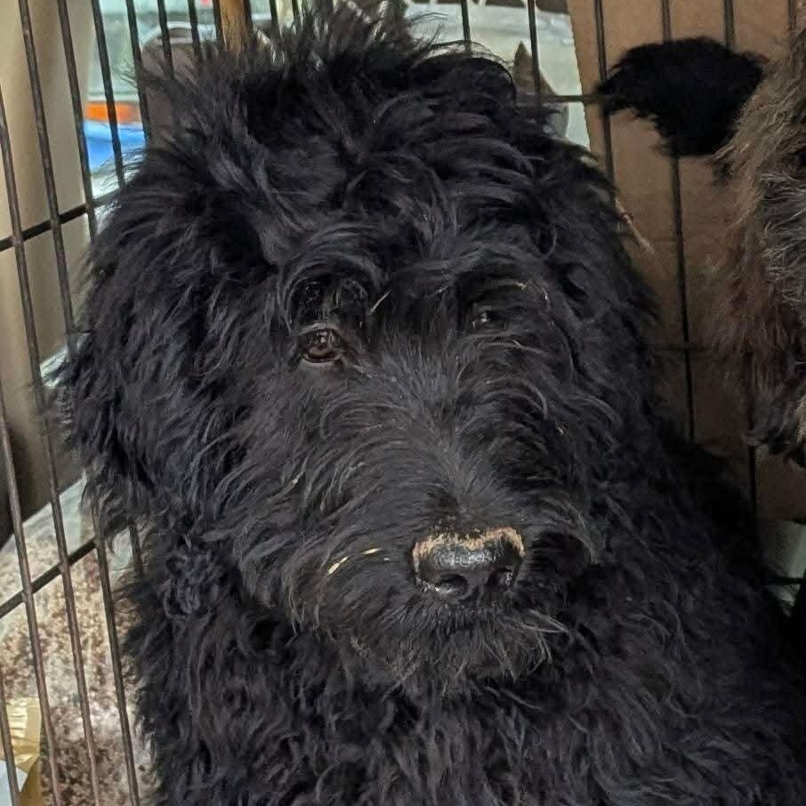 Enlarge 4 Goldendoodles, an adopted mixed breed in Lancaster, KY image 2/3