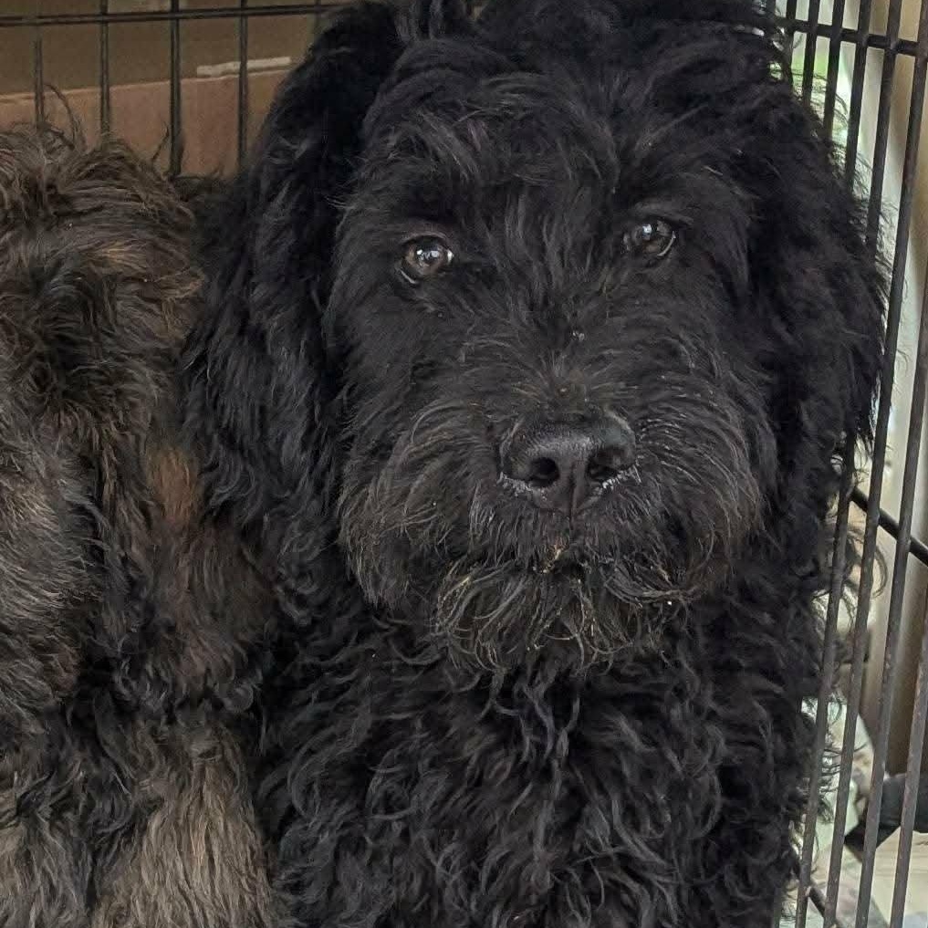 Enlarge 4 Goldendoodles, an adopted mixed breed in Lancaster, KY image 1/3