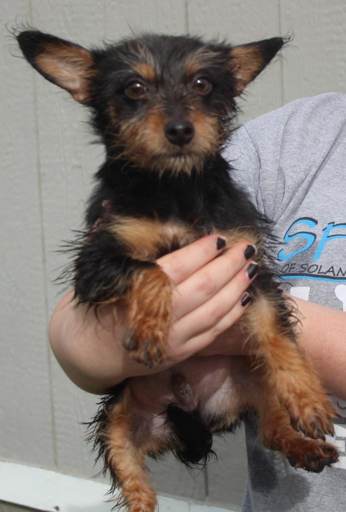 Zinfandel, Adoptable, Puppy Male Yorkshire Terrier & Mixed Breed.