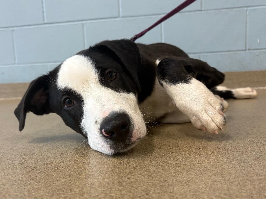 Finn, Adoptable, Puppy Male Labrador Retriever.