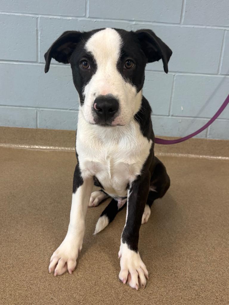 Enlarge Finn, a Adoptable mixed breed in North Syracuse, NY image 2/3