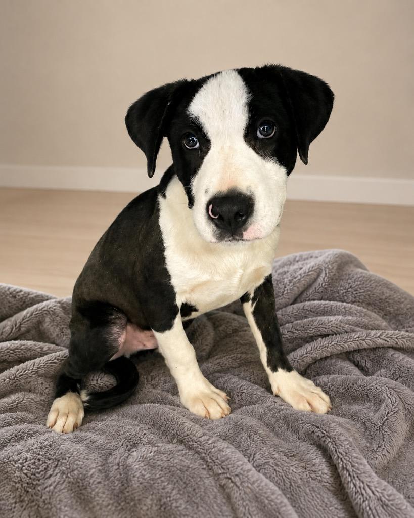 Enlarge Finn, a Adoptable mixed breed in North Syracuse, NY image 2/2