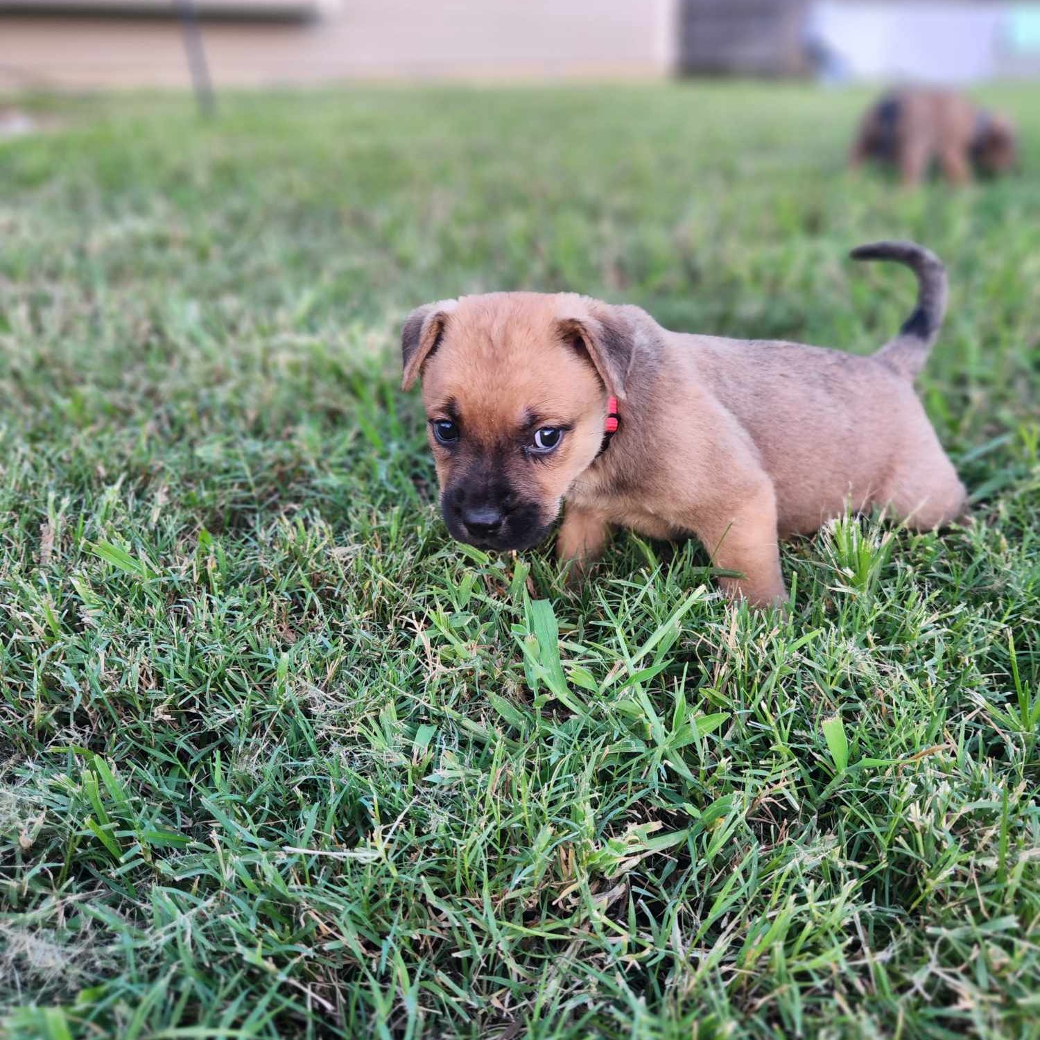Dog for adoption Detroit, a Labrador Retriever Mix in Tumwater , WA