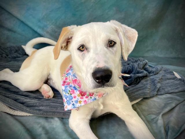 Enlarge BLOSSOM, a Adoptable mixed breed in Salinas, CA image 1/1