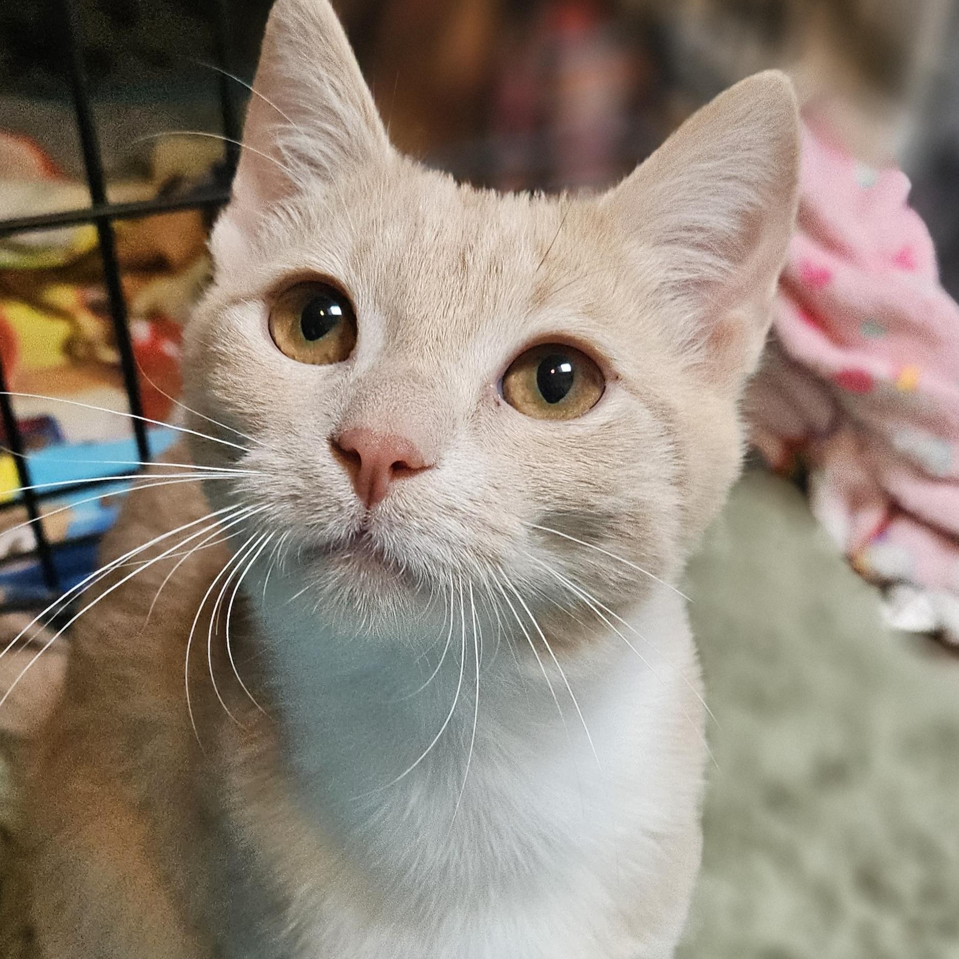 Cindy Lou, ADOPTABLE, Kitten Female Domestic Short Hair.