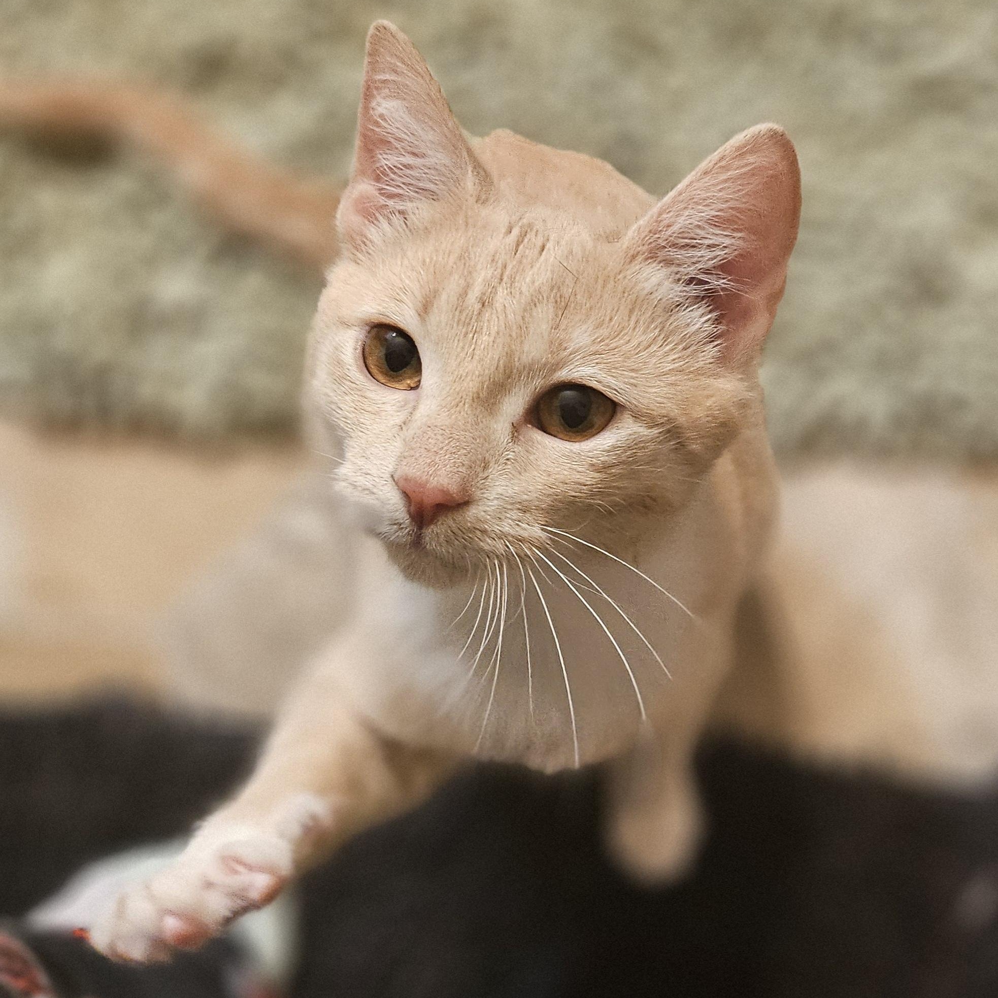 Enlarge Cindy Lou, a ADOPTABLE Domestic Short Hair in Hudsonville, MI image 2/3