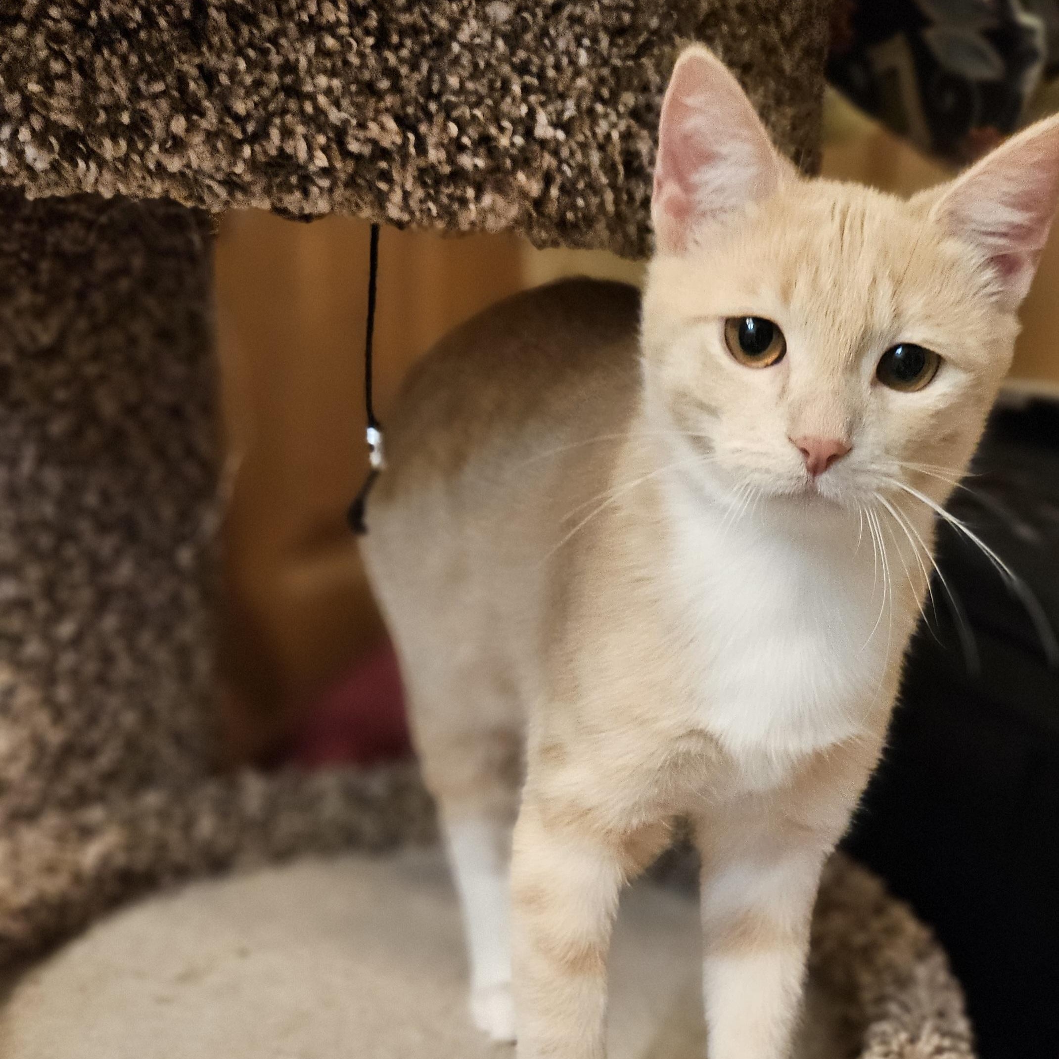 Enlarge Cindy Lou, a ADOPTABLE Domestic Short Hair in Hudsonville, MI image 3/3