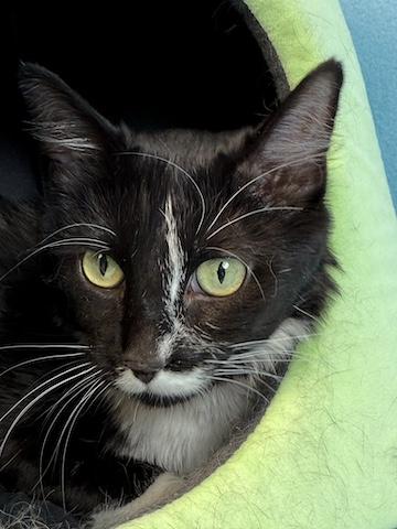 Enlarge Harriet Potter, an adoptable Domestic Long Hair in Minneapolis, MN image 1/4