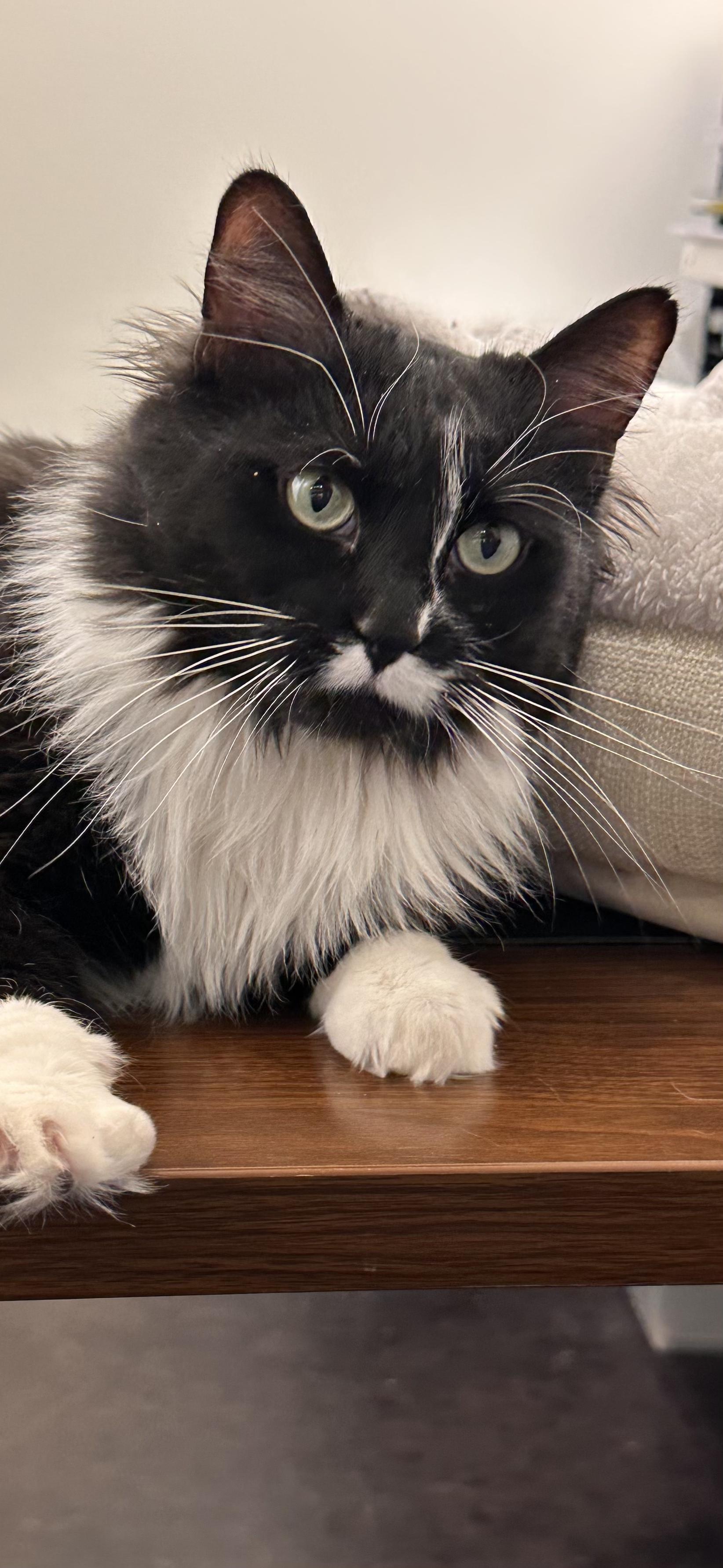 Enlarge Harriet Potter, an adoptable Domestic Long Hair in Minneapolis, MN image 5/5