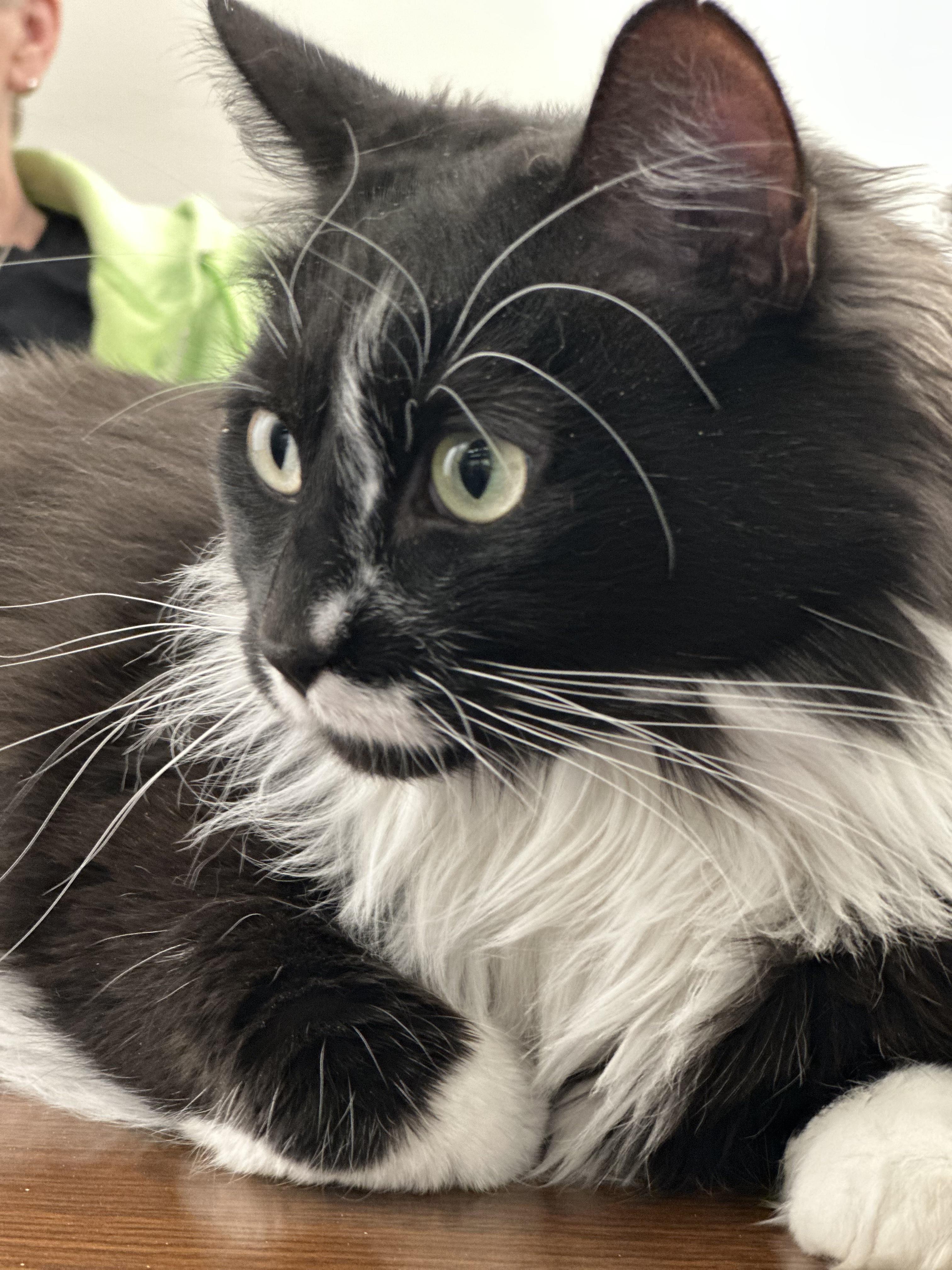 Enlarge Harriet Potter, an adoptable Domestic Long Hair in Minneapolis, MN image 1/5