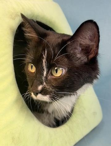 Enlarge Harriet Potter, an adoptable Domestic Long Hair in Minneapolis, MN image 3/4