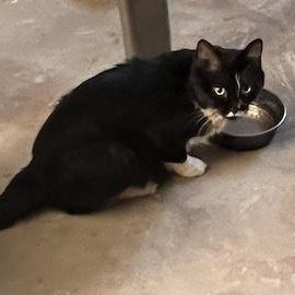Enlarge Harriet Potter, an adoptable Domestic Long Hair in Minneapolis, MN image 4/5