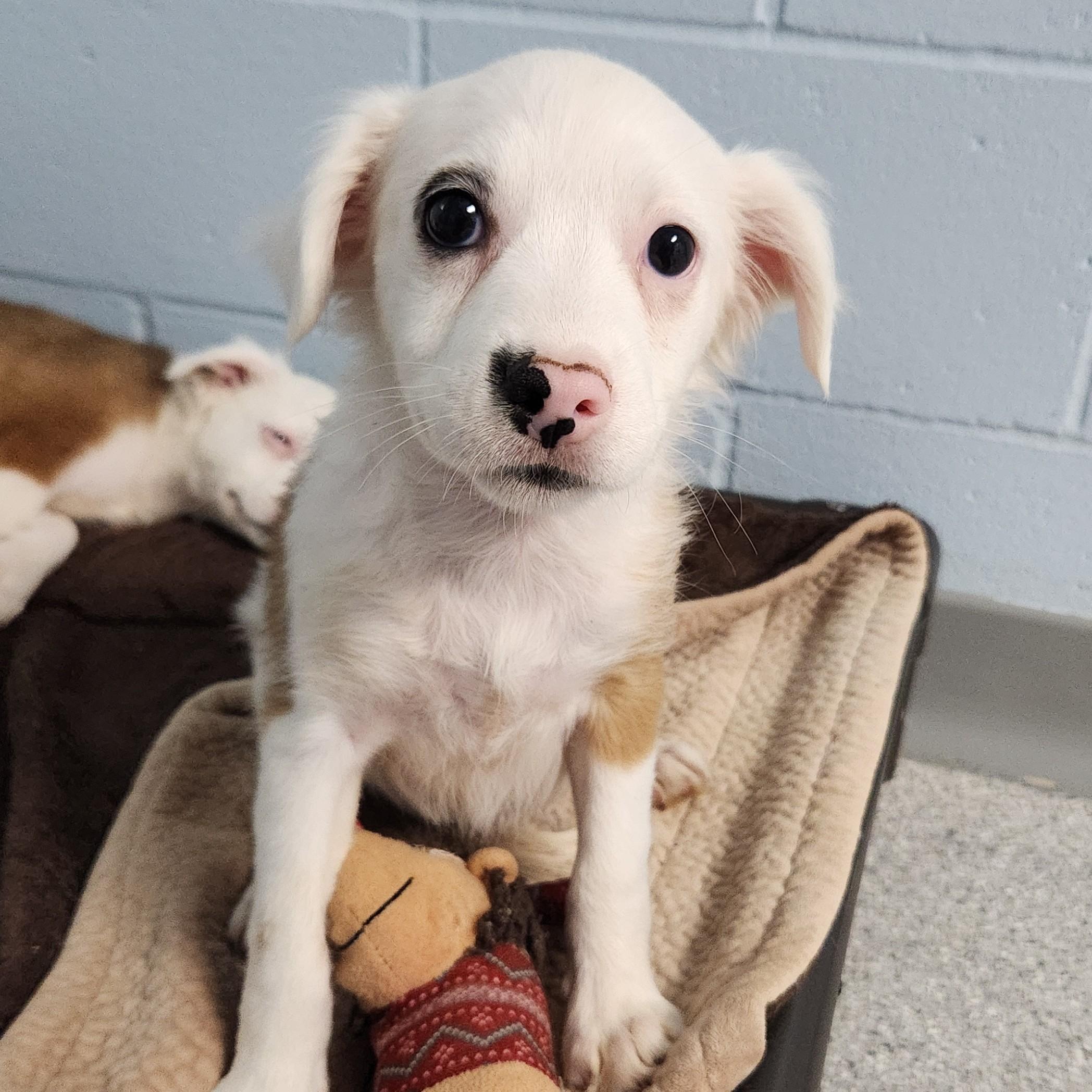 Enlarge Dorothy, a Adoptable Mixed Breed in Marshfield, WI image 1/5