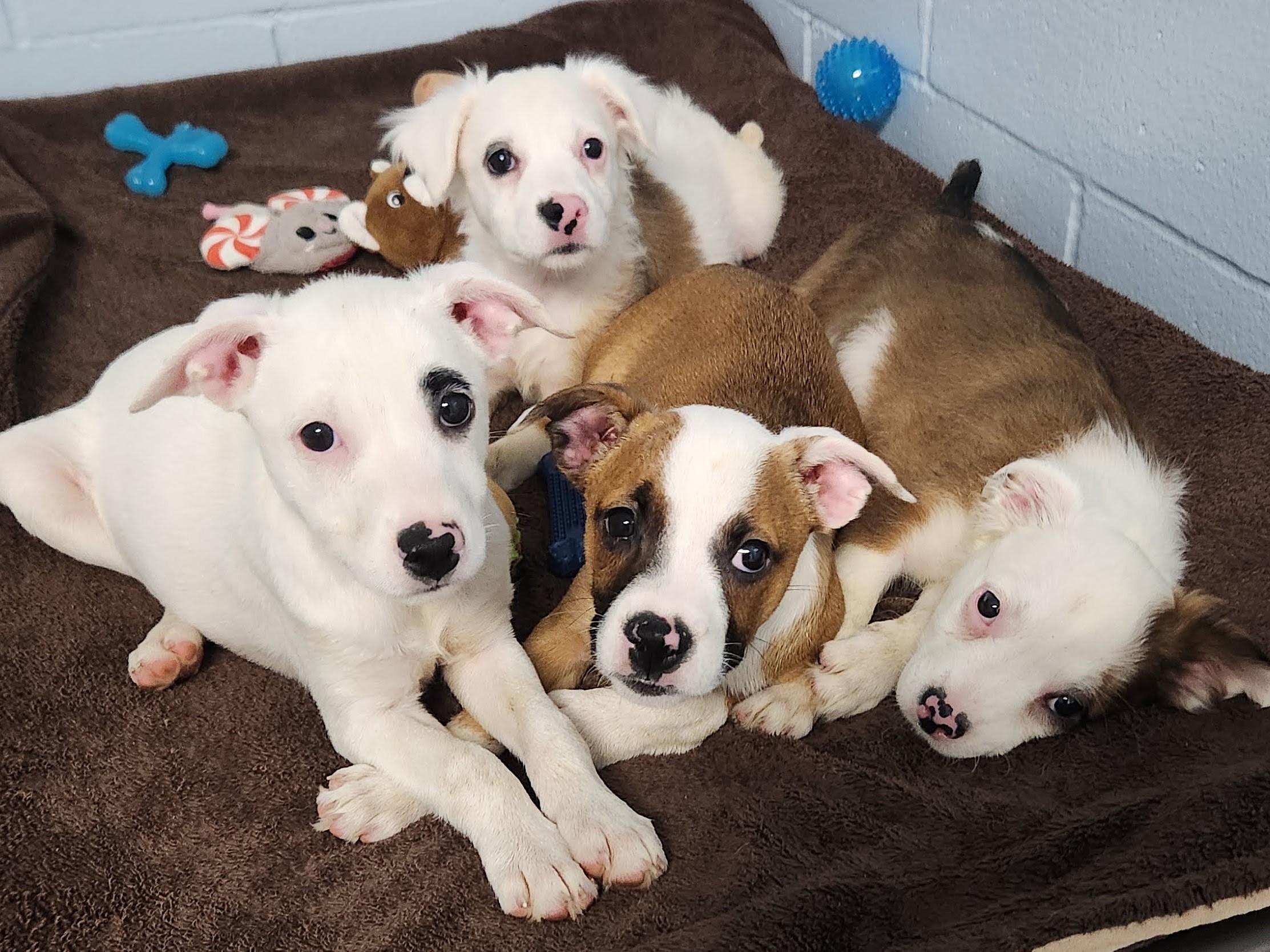 Enlarge Dorothy, a Adoptable Mixed Breed in Marshfield, WI image 3/5