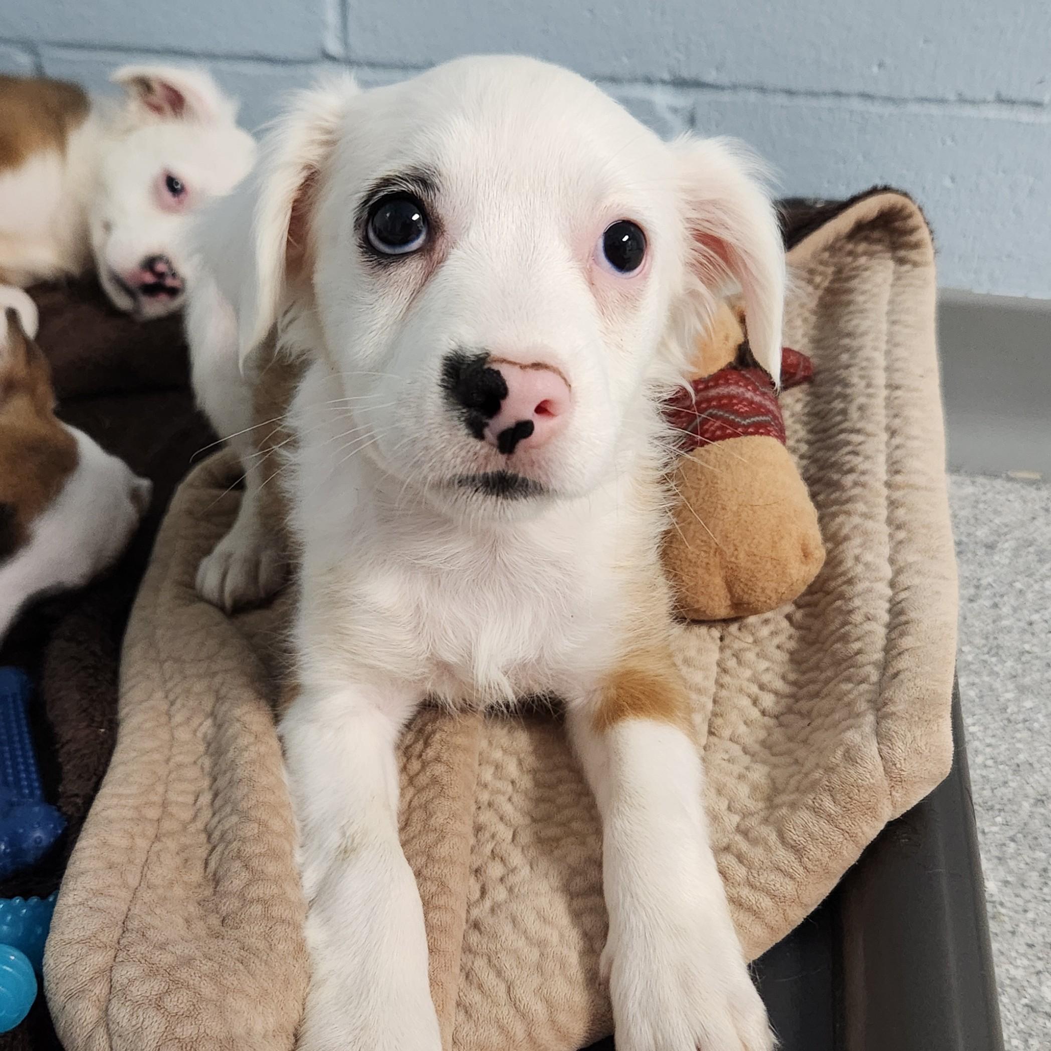 Enlarge Dorothy, a Adoptable Mixed Breed in Marshfield, WI image 2/5