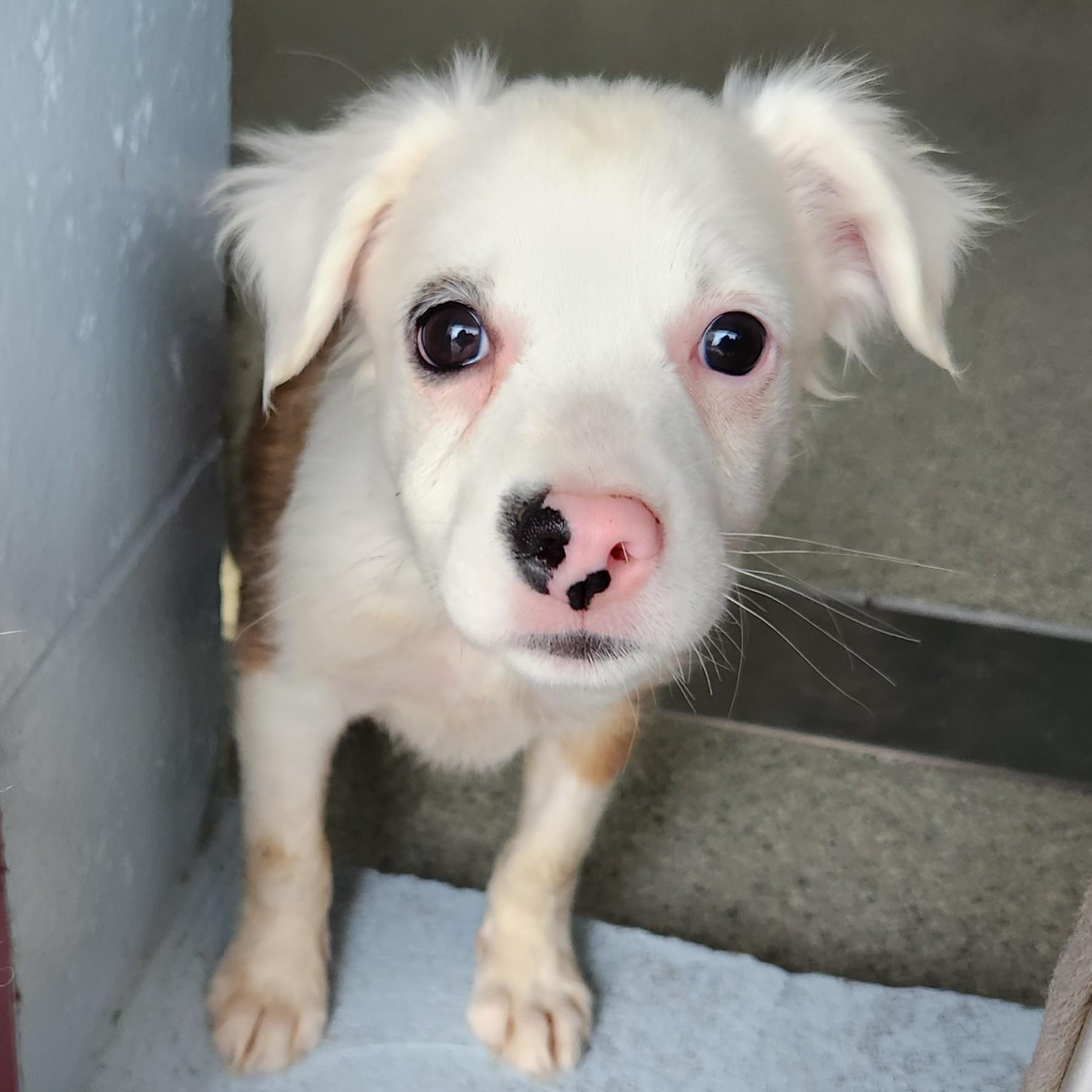 Enlarge Dorothy, a Adoptable Mixed Breed in Marshfield, WI image 4/5