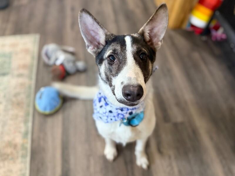 Hazel the Heart Melter — thumbnail 3