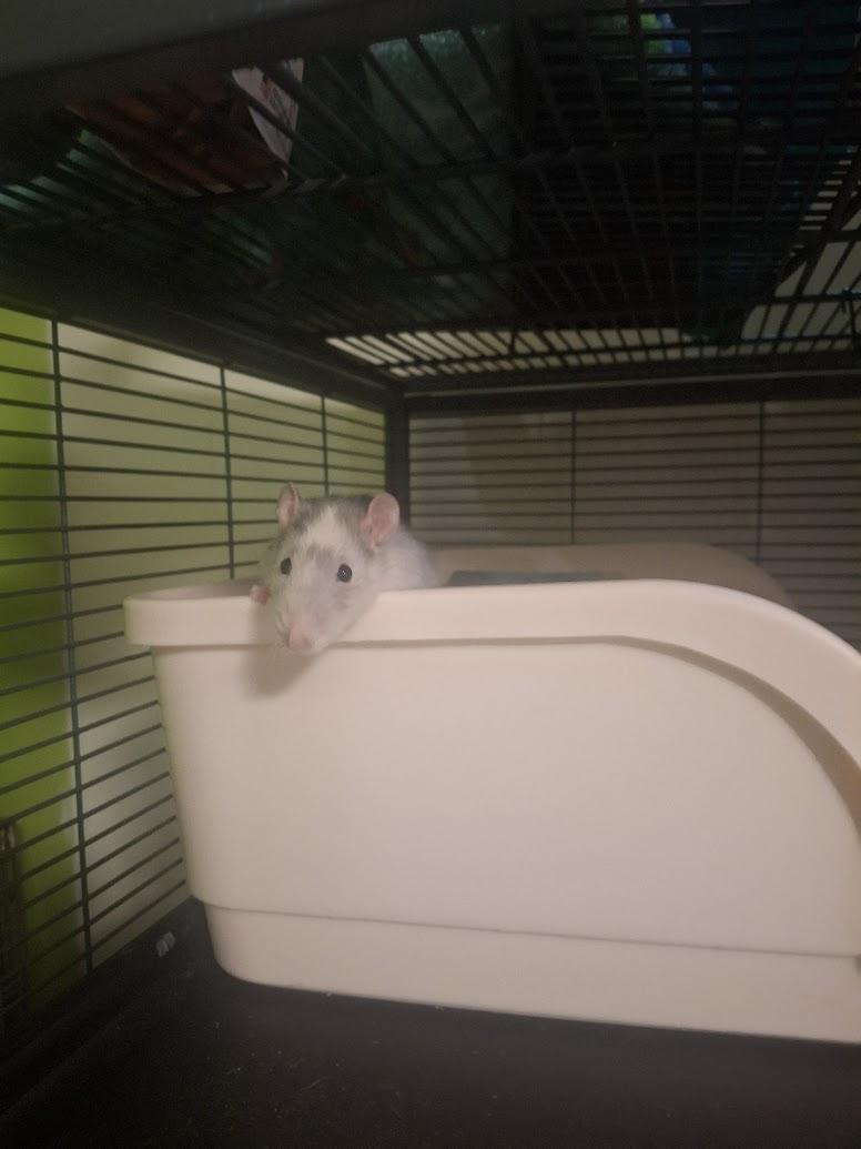 Enlarge Oolong & Earl Grey, a Adoptable Rat in Omaha, NE image 5/5