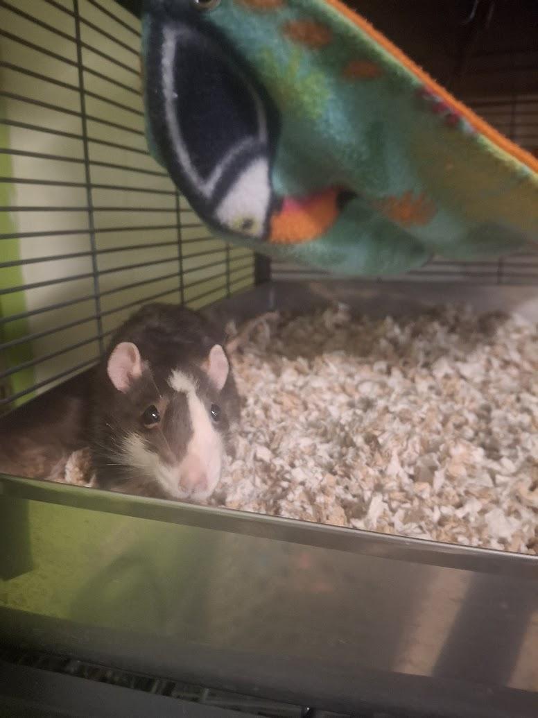 Enlarge Oolong & Earl Grey, a Adoptable Rat in Omaha, NE image 4/5
