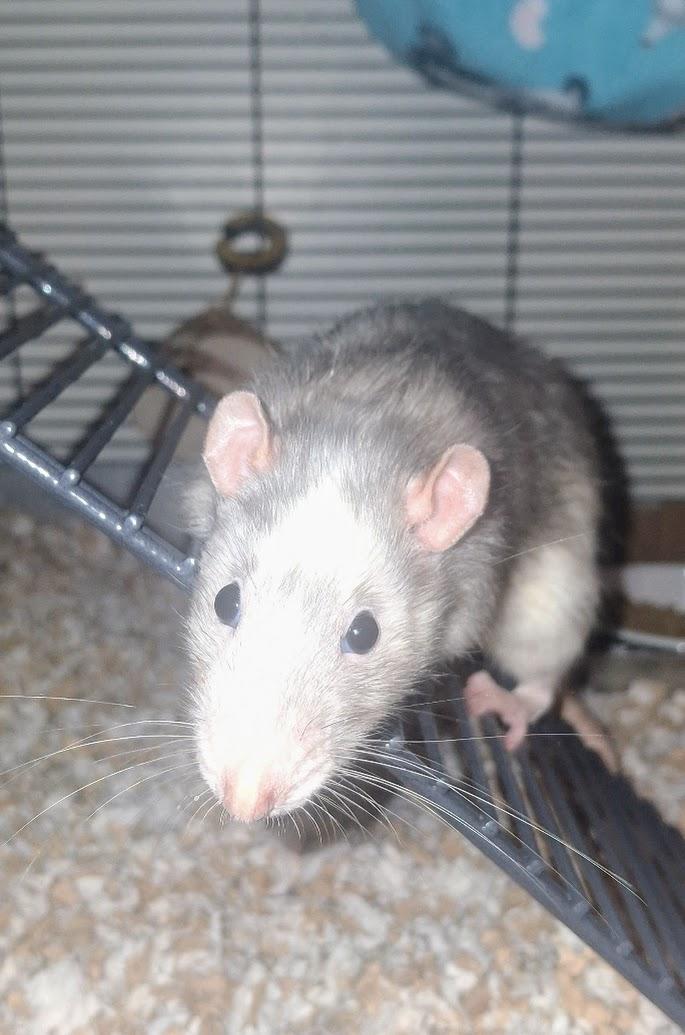 Enlarge Oolong & Earl Grey, a Adoptable Rat in Omaha, NE image 2/5