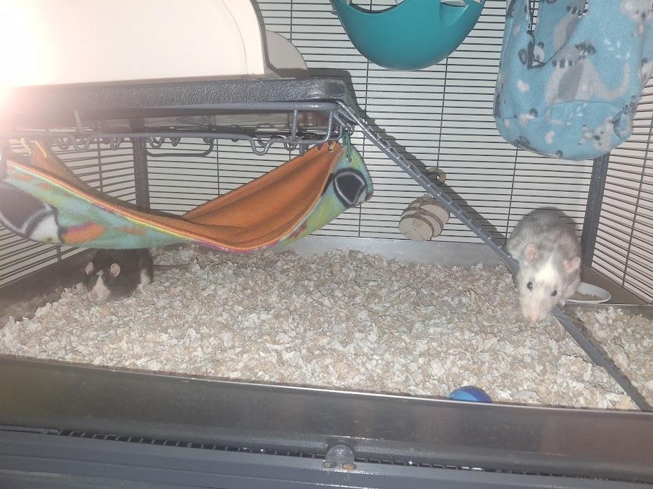 Enlarge Oolong & Earl Grey, a Adoptable Rat in Omaha, NE image 3/5