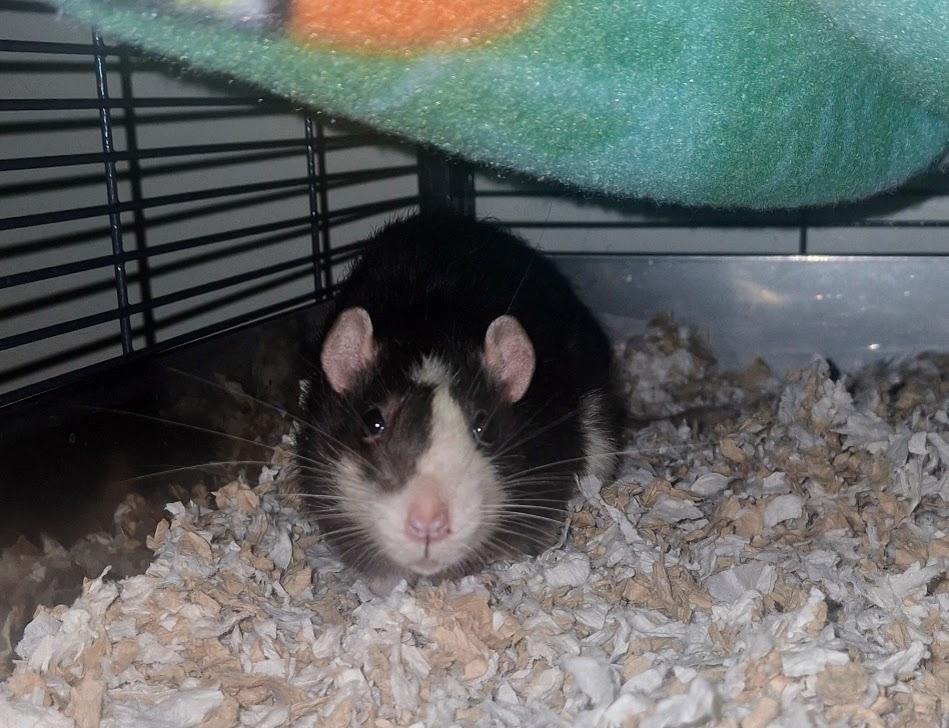 Enlarge Oolong & Earl Grey, a Adoptable Rat in Omaha, NE image 1/5