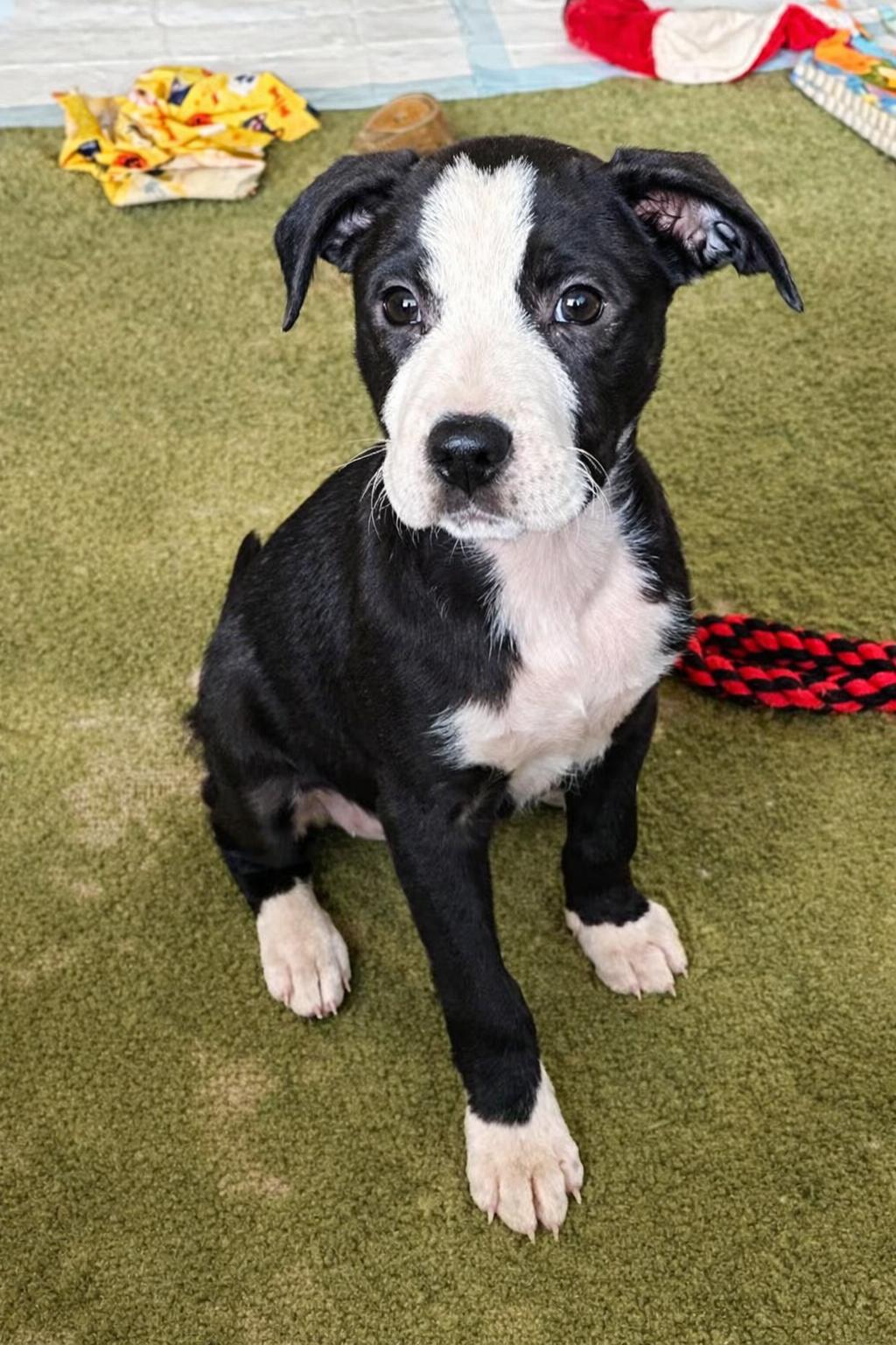 Hyacinth, ADOPTABLE, Puppy Female Mixed Breed.