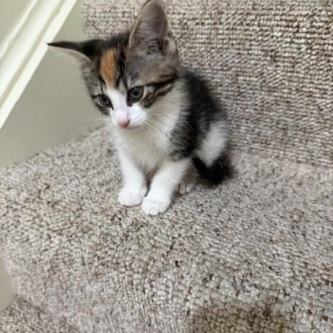 Enlarge Tina, a Adopted mixed breed in Baltimore, MD image 3/3