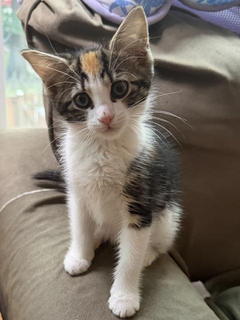 Tina, Adopted, Young Female Domestic Short Hair.