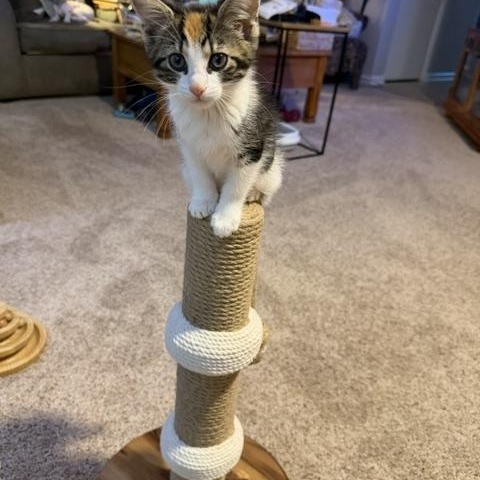 Enlarge Tina, a Adopted mixed breed in Baltimore, MD image 2/3