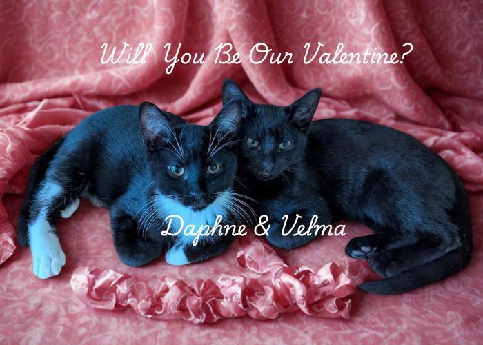 Daphne & Velma-A Perfectly Paired Duo, Adoptable, Kitten Female Domestic Short Hair.