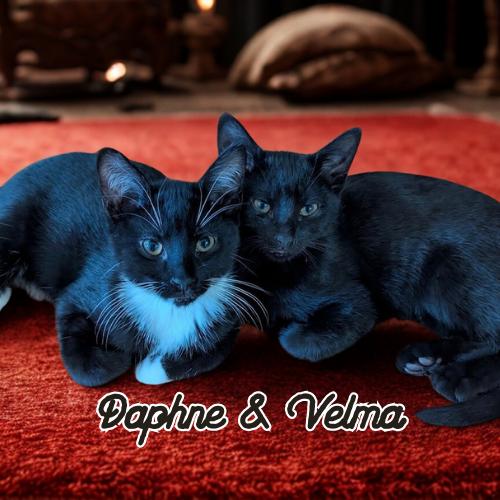 Daphne & Velma-A Perfectly Paired Duo, Adoptable, Kitten Female Domestic Short Hair.