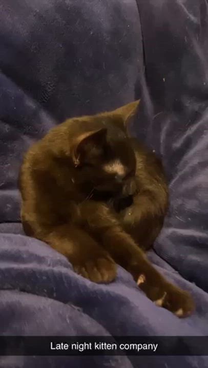 Enlarge Daphne & Velma-A Perfectly Paired Duo, a Adoptable Domestic Short Hair in Laurel, MD video 4/5