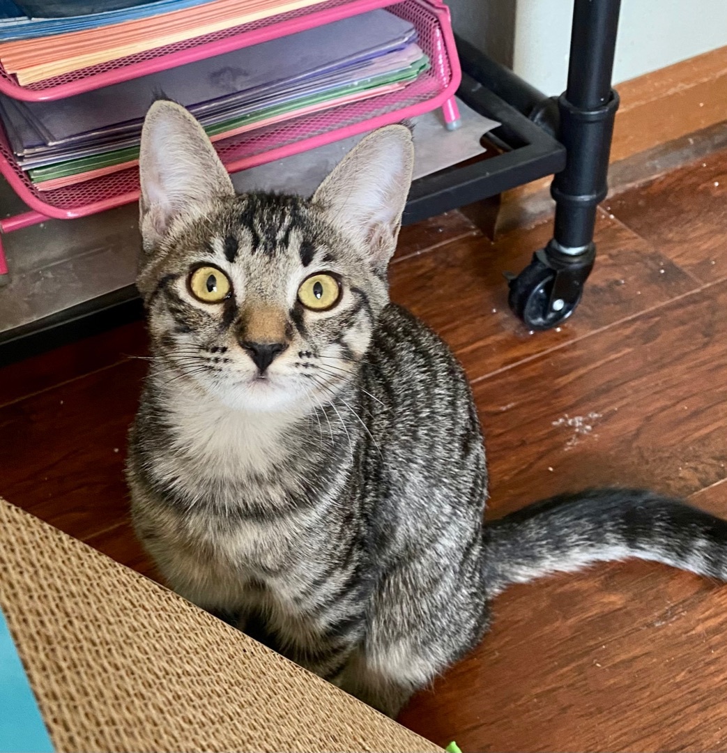 Hip Hop, Adoptable, Young Female Tabby.