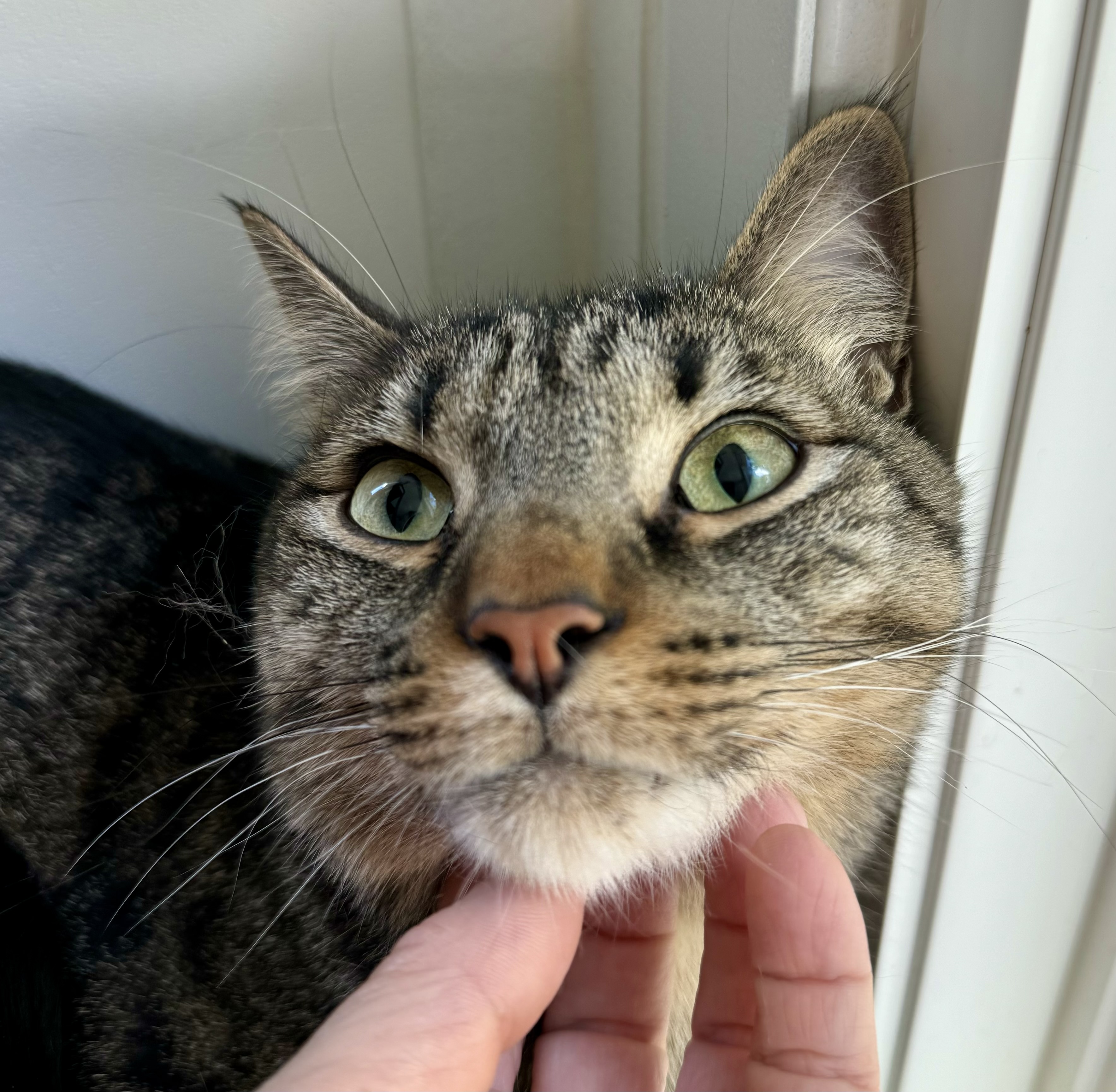 Enlarge Hip Hop, a Adoptable Tabby in Tallahassee, FL image 8/12