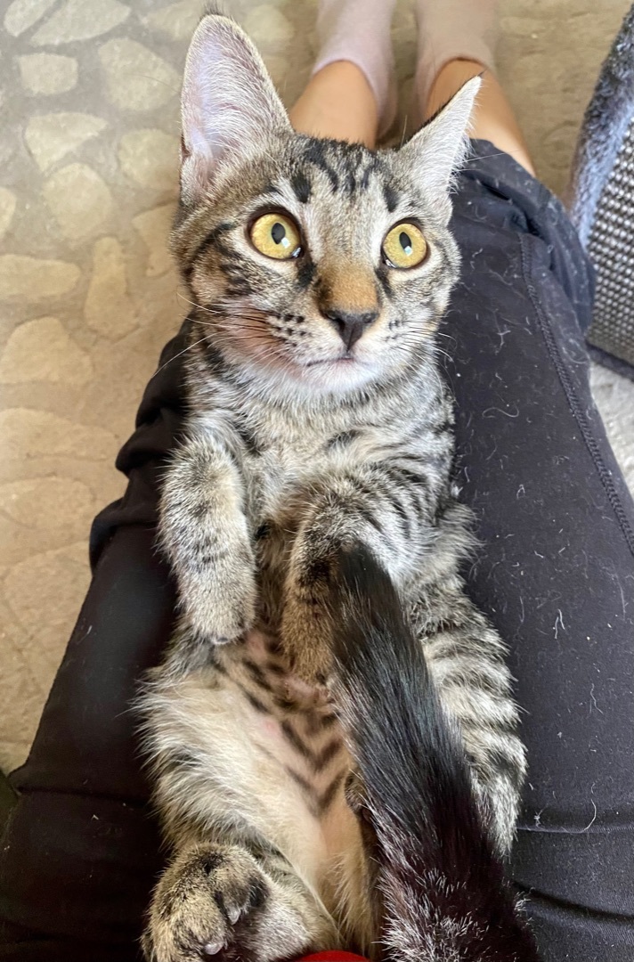 Enlarge Hip Hop, a Adoptable Tabby in Tallahassee, FL image 9/12