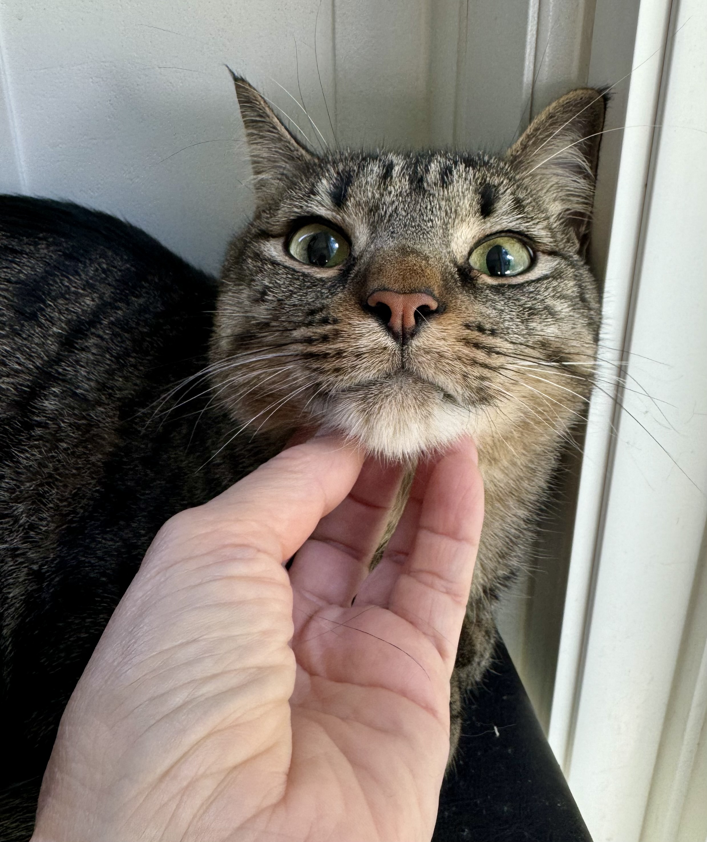 Enlarge Hip Hop, a Adoptable Tabby in Tallahassee, FL image 11/12