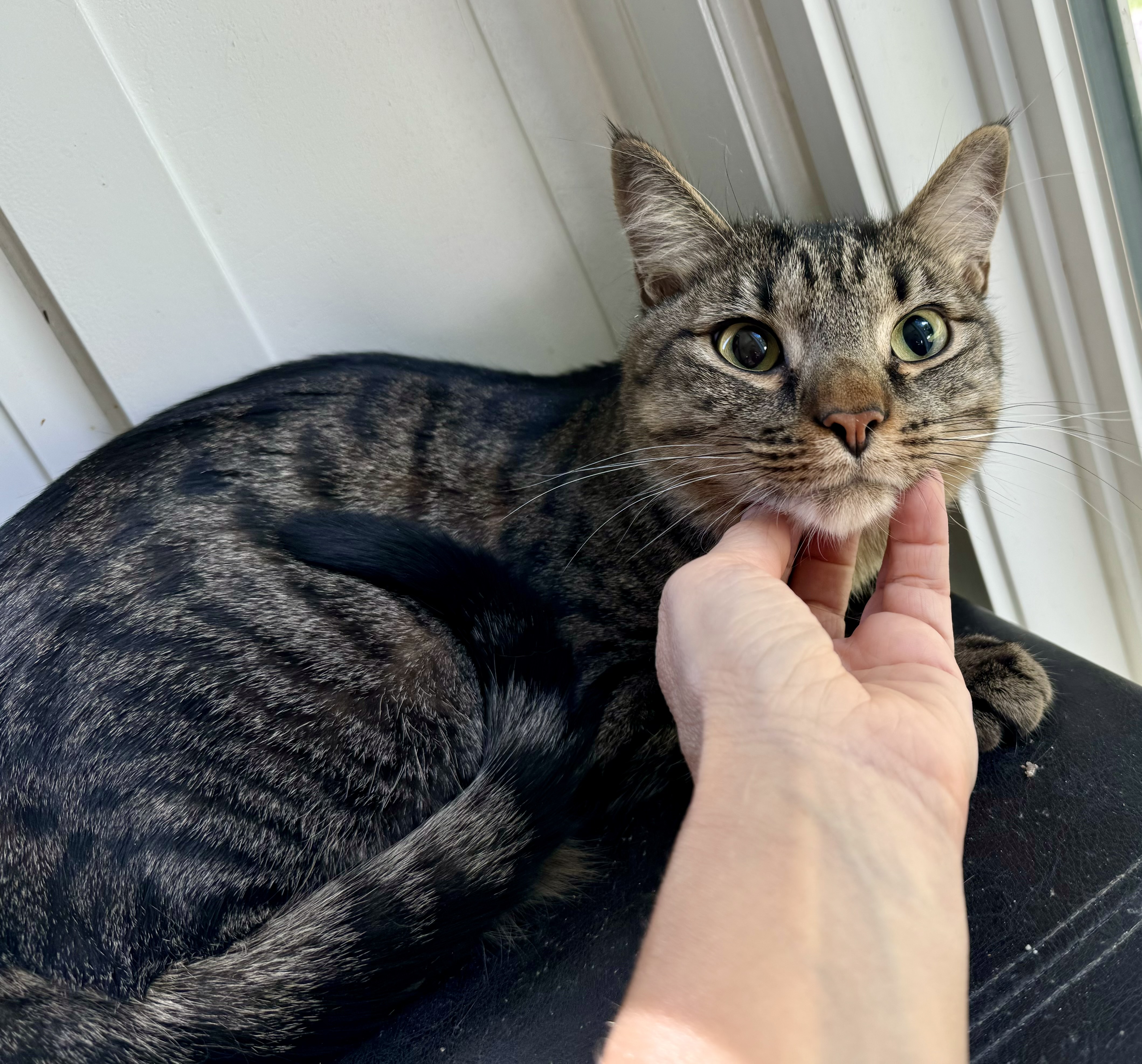 Enlarge Hip Hop, a Adoptable Tabby in Tallahassee, FL image 12/12