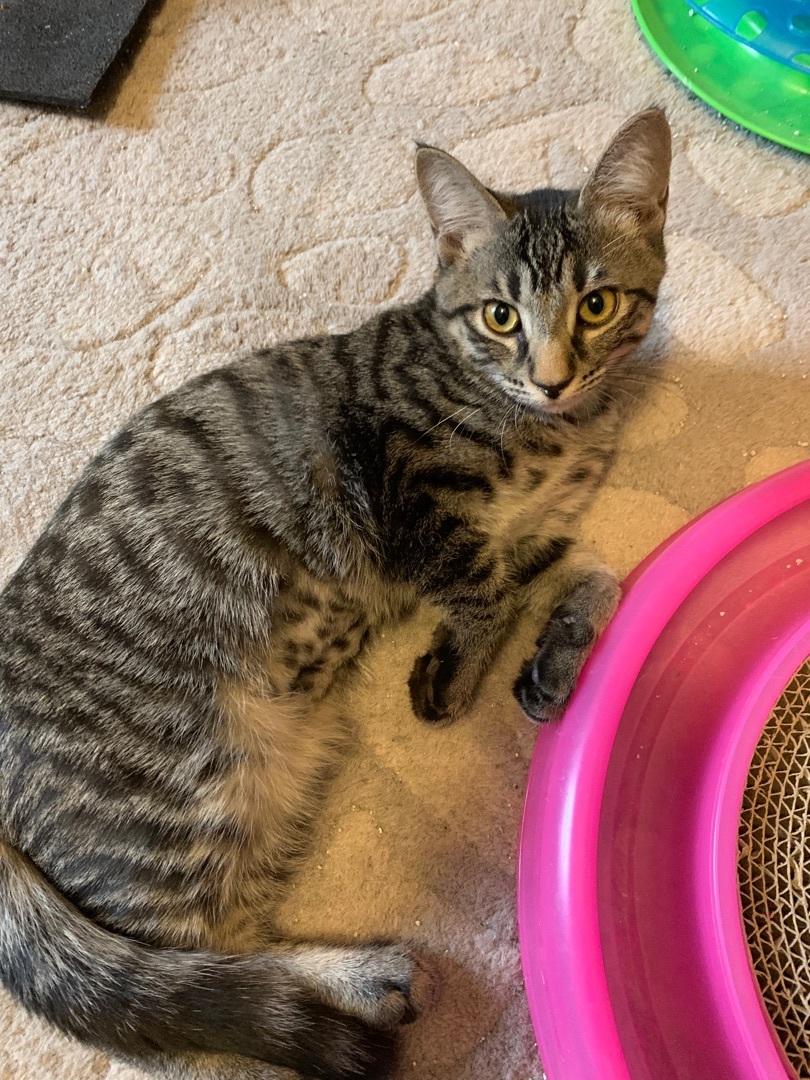 Enlarge Hip Hop, a Adoptable Tabby in Tallahassee, FL image 10/12