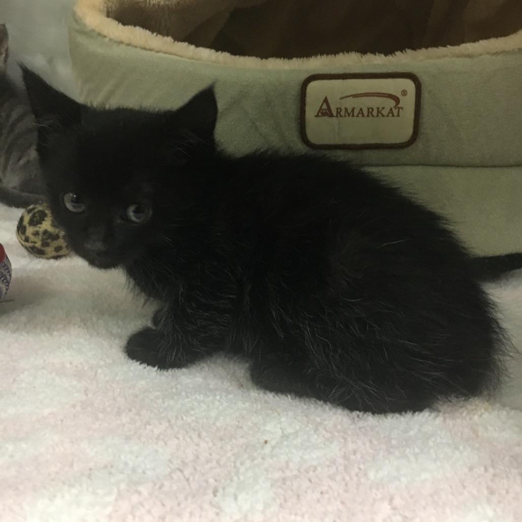Porker, a Adoptable Domestic Short Hair in Middlebury, VT image 1/2