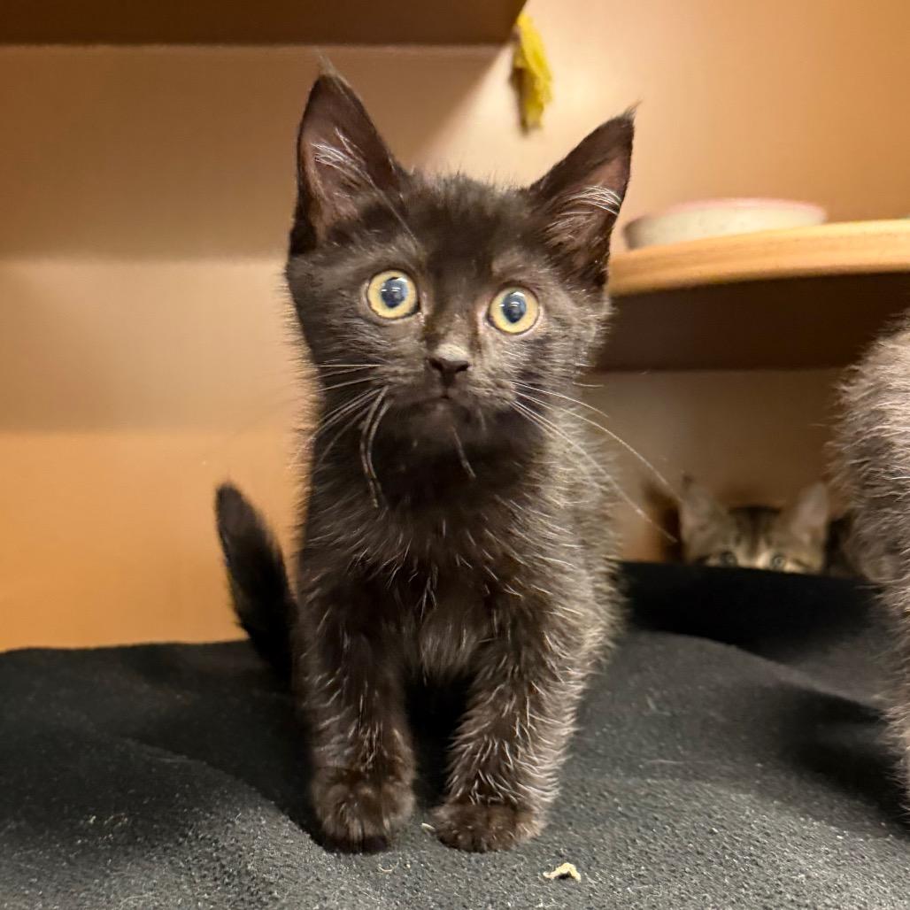 Porker, a Adoptable Domestic Short Hair in Middlebury, VT image 2/2