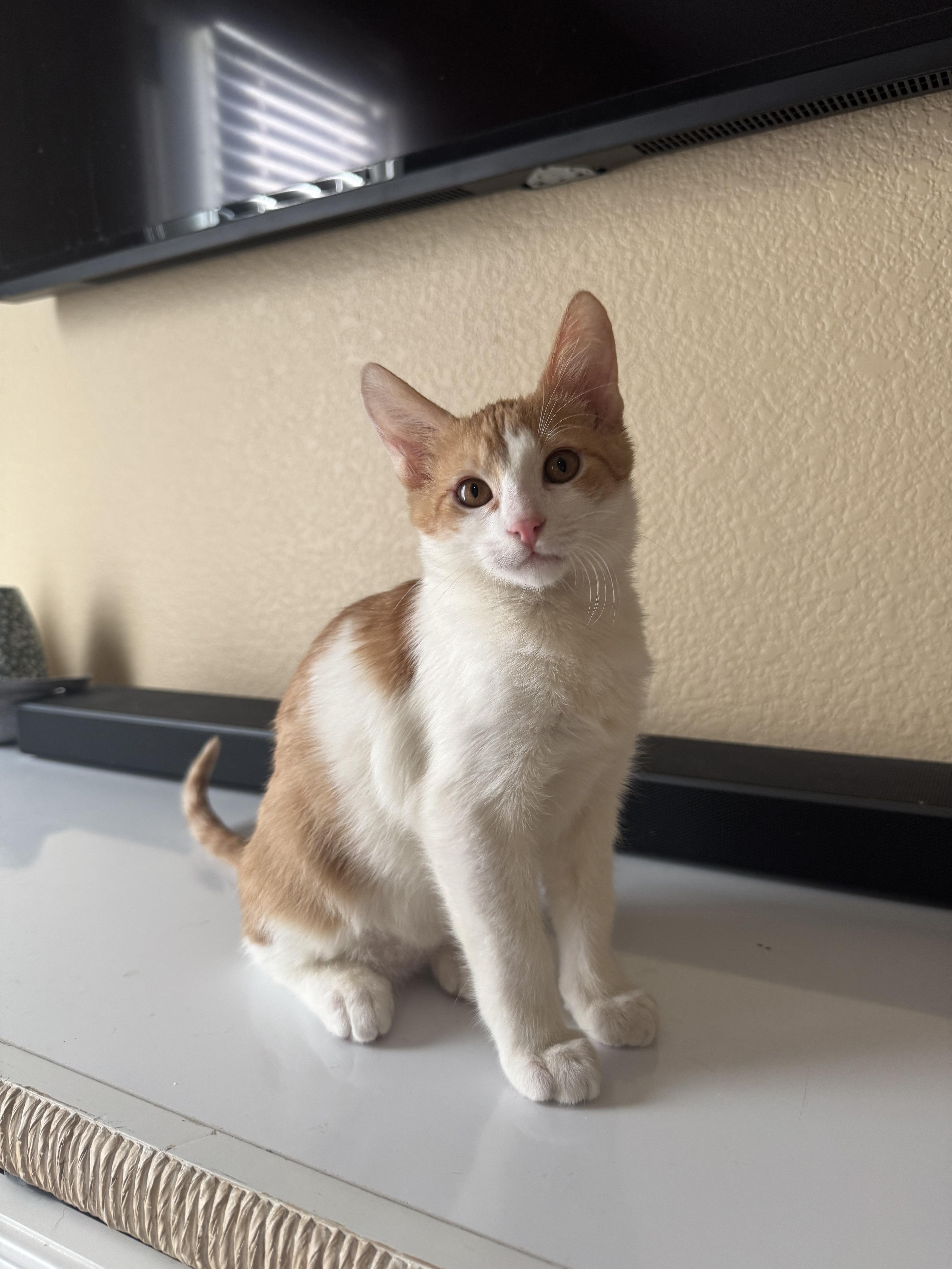 Pete Eve, ADOPTABLE, Kitten Male Domestic Short Hair.