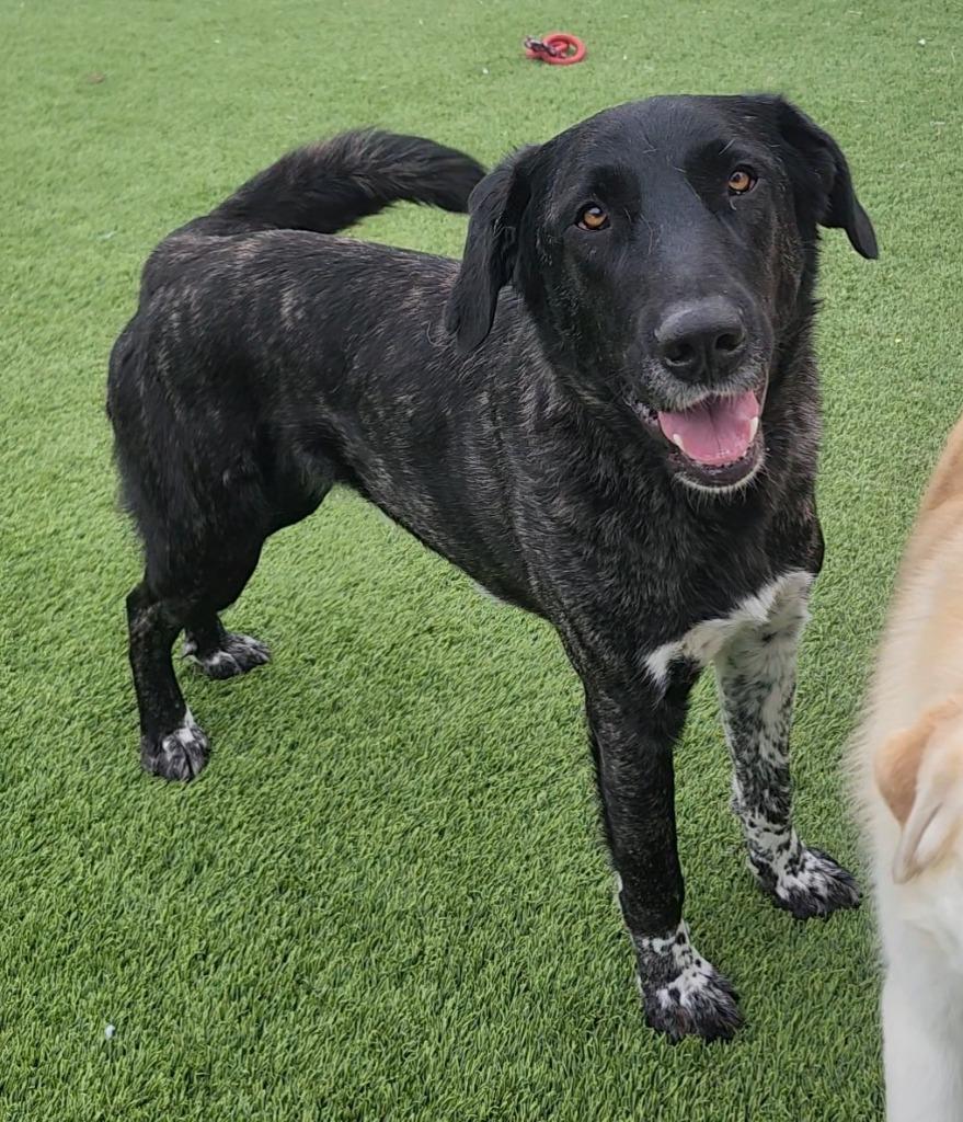 Lucy, an adoptable mixed breed in Frankfort, KY image 2/3