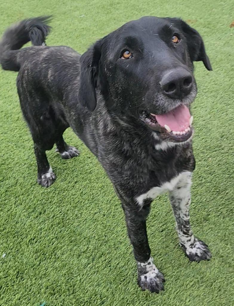 Lucy, an adoptable mixed breed in Frankfort, KY image 1/3