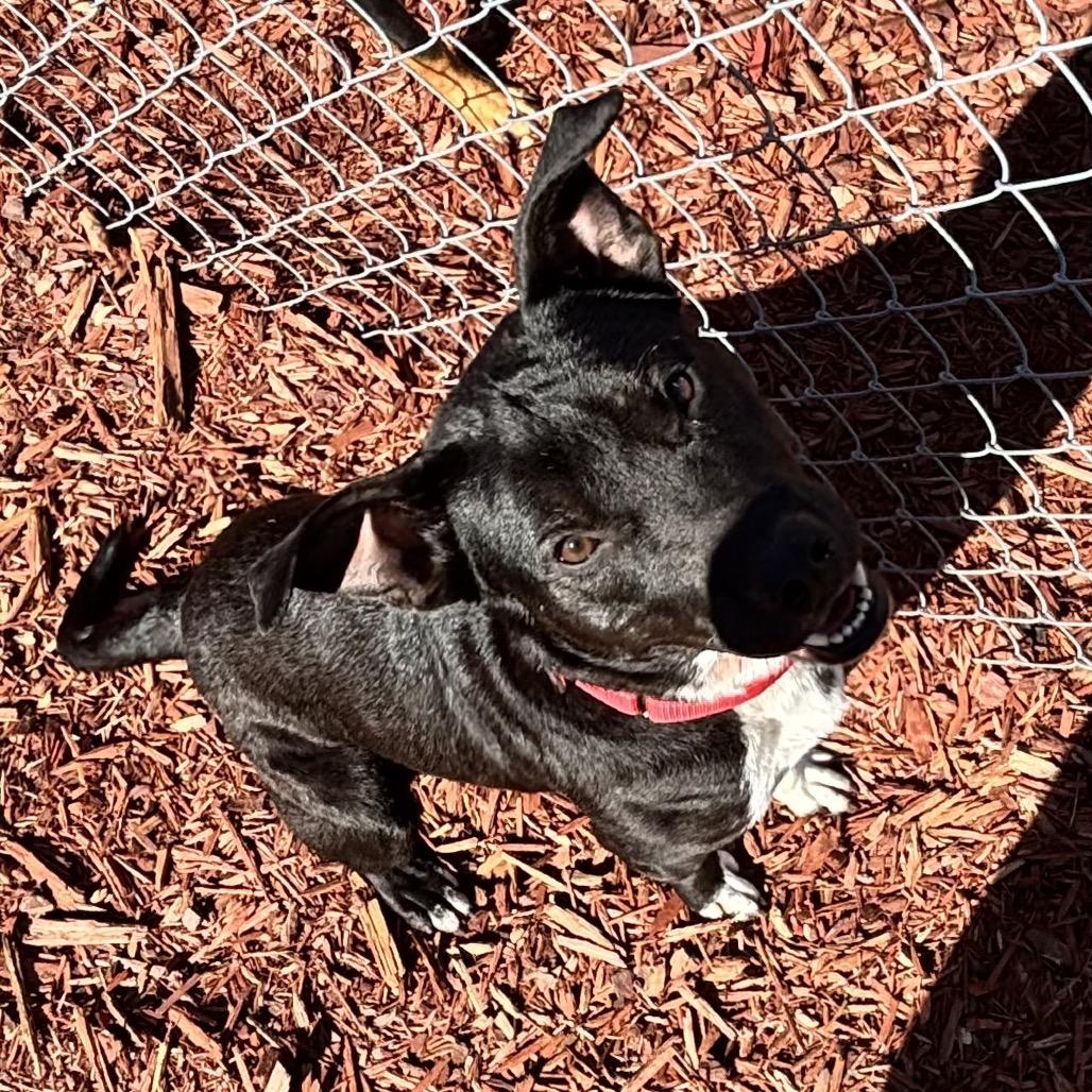 Freddy, a Adoptable Mixed Breed in Bronson, FL image 1/3