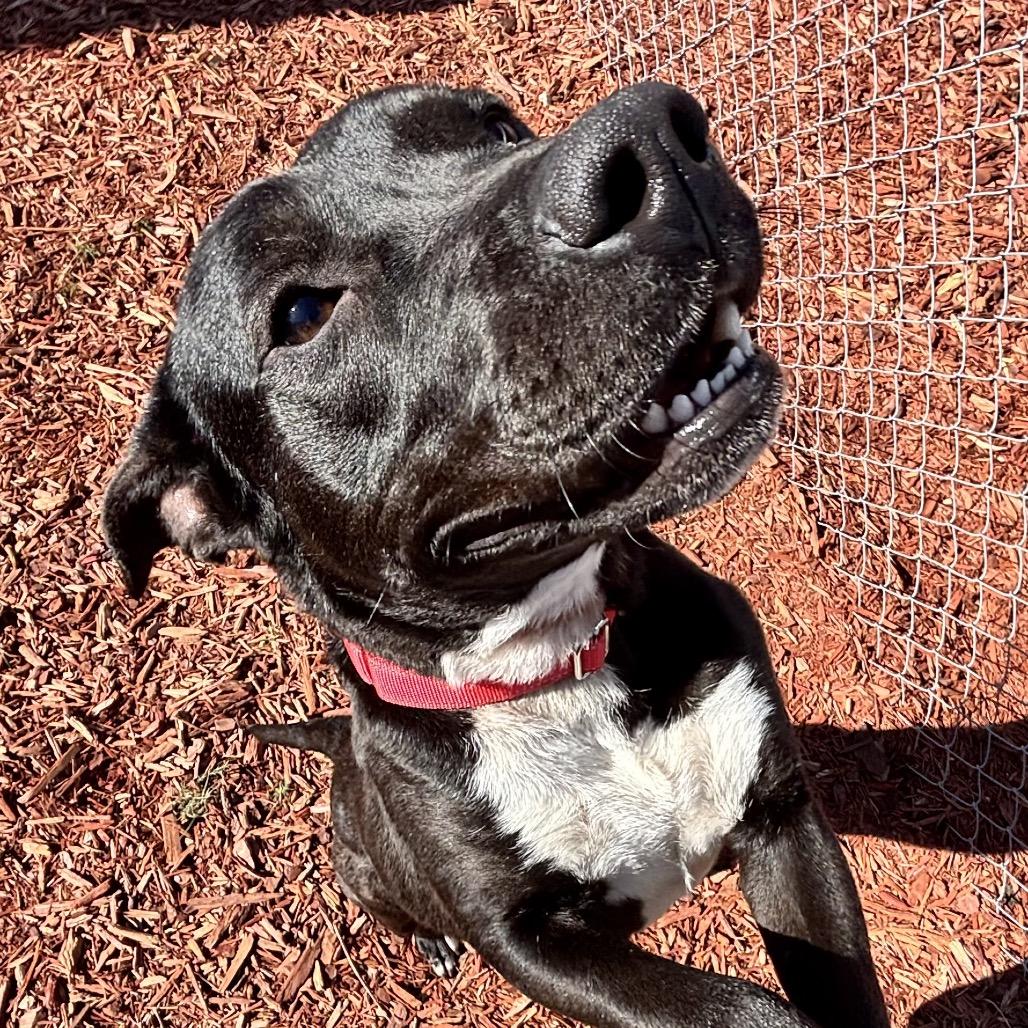 Freddy, a Adoptable Mixed Breed in Bronson, FL image 2/3